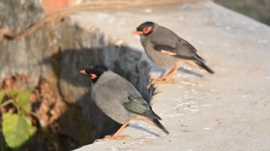 Bir çift Hint Myna kuşu. Diğer adları Common myna ve mynah. Bu, sığırcık familyasından bir kuş. Bunlar yoldan geçen bir grup kuş. Yavaş çekim videosu.