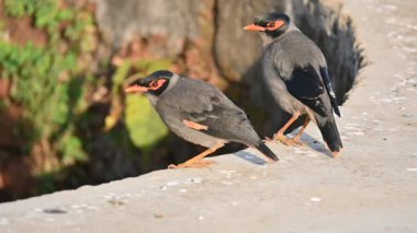 Bir çift Hint Myna kuşu. Diğer adları Common myna ve mynah. Bu, sığırcık familyasından bir kuş. Bunlar yoldan geçen bir grup kuş. Yavaş çekim videosu.