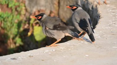 Bir çift Hint Myna kuşu. Diğer adları Common myna ve mynah. Bu, sığırcık familyasından bir kuş. Bunlar yoldan geçen bir grup kuş. Yavaş çekim videosu.