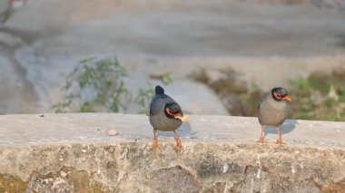 Bir çift Hint Myna kuşu. Diğer adları Common myna ve mynah. Bu, sığırcık familyasından bir kuş. Bunlar yoldan geçen bir grup kuş. Yavaş çekim videosu.