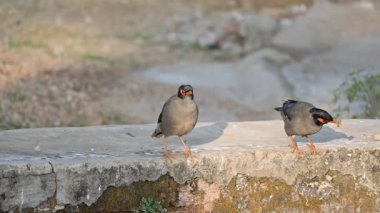 Bir çift Hint Myna kuşu. Diğer adları Common myna ve mynah. Bu, sığırcık familyasından bir kuş. Bunlar yoldan geçen bir grup kuş. Yavaş çekim videosu.