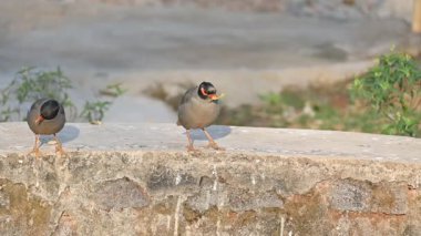 Bir çift Hint Myna kuşu. Diğer adları Common myna ve mynah. Bu, sığırcık familyasından bir kuş. Bunlar yoldan geçen bir grup kuş. Yavaş çekim videosu.
