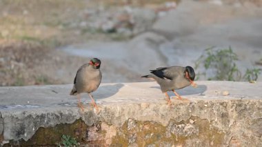 Bir çift Hint Myna kuşu. Diğer adları Common myna ve mynah. Bu, sığırcık familyasından bir kuş. Bunlar yoldan geçen bir grup kuş. Yavaş çekim videosu.