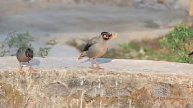 Bir çift Hint Myna kuşu. Diğer adları Common myna ve mynah. Bu, sığırcık familyasından bir kuş. Bunlar yoldan geçen bir grup kuş. Yavaş çekim videosu.