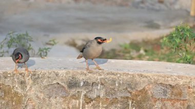Bir çift Hint Myna kuşu. Diğer adları Common myna ve mynah. Bu, sığırcık familyasından bir kuş. Bunlar yoldan geçen bir grup kuş. Yavaş çekim videosu.