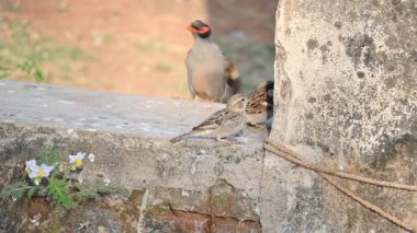 Serçe. Diğer adı Passer domesticus ve Indian House serçesi. Bu papağan familyasından bir kuş, dünyanın pek çok yerinde bulunur.. 