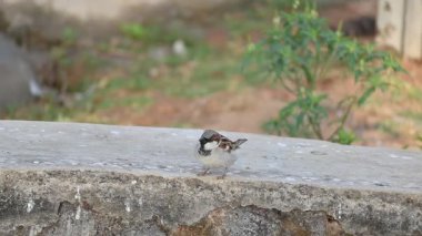 Serçe. Diğer adı Passer domesticus ve Indian House serçesi. Bu papağan familyasından bir kuş, dünyanın pek çok yerinde bulunur.. 