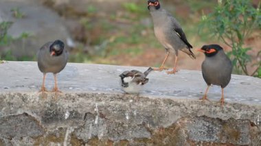 Serçe. Diğer adı Passer domesticus ve Indian House serçesi. Bu papağan familyasından bir kuş, dünyanın pek çok yerinde bulunur.. 