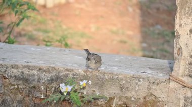 Serçe. Diğer adı Passer domesticus ve Indian House serçesi. Bu papağan familyasından bir kuş, dünyanın pek çok yerinde bulunur.. 