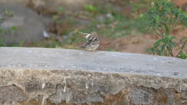 Serçe. Diğer adı Passer domesticus ve Indian House serçesi. Bu papağan familyasından bir kuş, dünyanın pek çok yerinde bulunur.. 