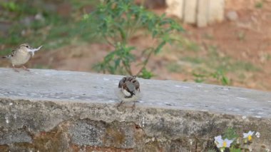 Serçe. Diğer adı Passer domesticus ve Indian House serçesi. Bu papağan familyasından bir kuş, dünyanın pek çok yerinde bulunur.. 