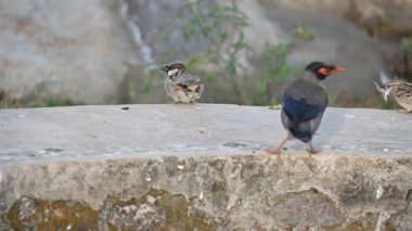 Serçe. Diğer adı Passer domesticus ve Indian House serçesi. Bu papağan familyasından bir kuş, dünyanın pek çok yerinde bulunur.. 
