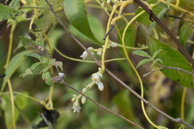 Cuscuta veya Dodder çiçeği. Sarı, turuncu ya da kırmızı parazit bitkilerin üzerinde bir cinstir. Yapraksız görünen ince gövdesiyle tanımlanır. Yaprakları dakikalara indirgenir.