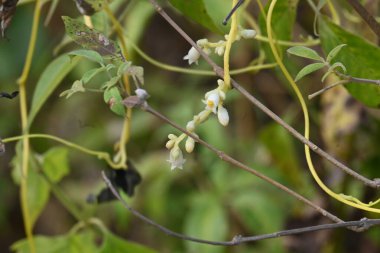 Cuscuta veya Dodder çiçeği. Sarı, turuncu ya da kırmızı parazit bitkilerin üzerinde bir cinstir. Yapraksız görünen ince gövdesiyle tanımlanır. Yaprakları dakikalara indirgenir.