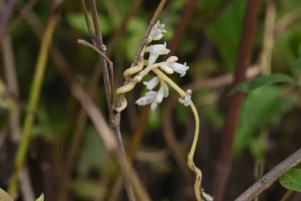 Cuscuta veya Dodder çiçeği. Sarı, turuncu ya da kırmızı parazit bitkilerin üzerinde bir cinstir. Yapraksız görünen ince gövdesiyle tanımlanır. Yaprakları dakikalara indirgenir.