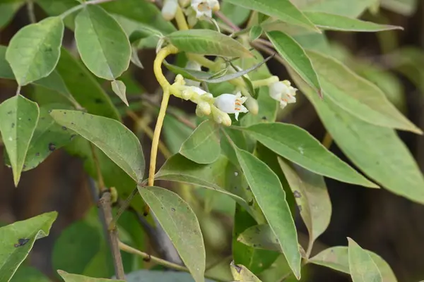 Cuscuta veya Dodder çiçeği. Sarı, turuncu ya da kırmızı parazit bitkilerin üzerinde bir cinstir. Yapraksız görünen ince gövdesiyle tanımlanır. Yaprakları dakikalara indirgenir.