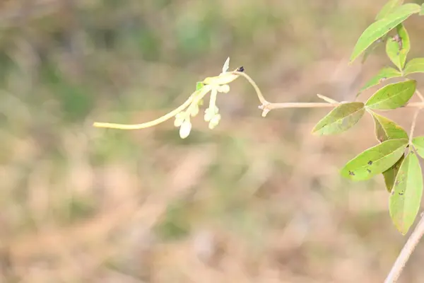 Cuscuta veya Dodder çiçeği. Sarı, turuncu ya da kırmızı parazit bitkilerin üzerinde bir cinstir. Yapraksız görünen ince gövdesiyle tanımlanır. Yaprakları dakikalara indirgenir.