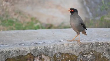Hint Myna Kuşları. Diğer adları Common myna ve mynah. Bu, sığırcık familyasından bir kuş. Bunlar, özellikle Hindistan 'dan geçen bir grup kuş. Yavaş çekim videosu. 