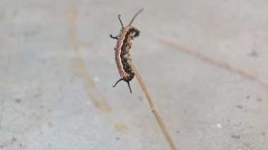 Yaygın Hint kargası ya da Euploea çekirdeği. Yaygın karga kelebeği larvaları. Tırtıl. Bitki yiyici Böcek.