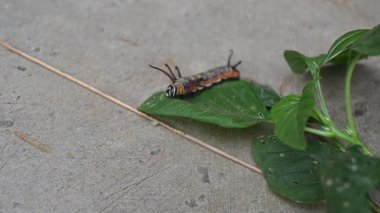 Yaygın Hint kargası ya da Euploea çekirdeği. Yaygın karga kelebeği larvaları. Tırtıl. Bitki yiyici Böcek.