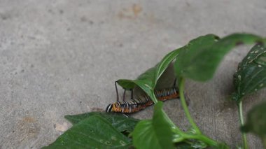 Yaygın Hint kargası ya da Euploea çekirdeği. Yaygın karga kelebeği larvaları. Tırtıl. Bitki yiyici Böcek.