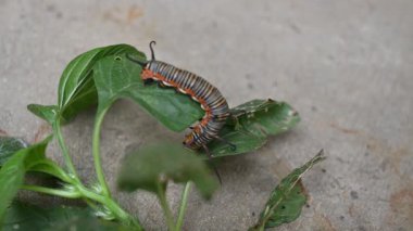 Yaygın Hint kargası ya da Euploea çekirdeği. Yaygın karga kelebeği larvaları. Tırtıl. Bitki yiyici Böcek.