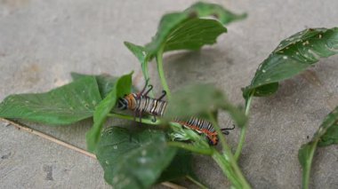 Yaygın Hint kargası ya da Euploea çekirdeği. Yaygın karga kelebeği larvaları. Tırtıl. Bitki yiyici Böcek.