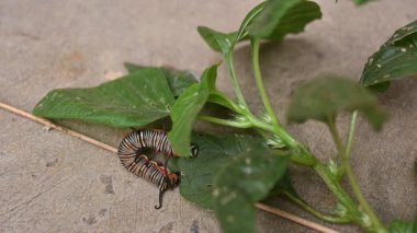 Yaygın Hint kargası ya da Euploea çekirdeği. Yaygın karga kelebeği larvaları. Tırtıl. Bitki yiyici Böcek.