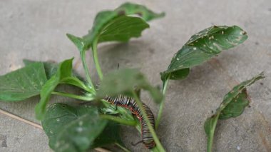 Yaygın Hint kargası ya da Euploea çekirdeği. Yaygın karga kelebeği larvaları. Tırtıl. Bitki yiyici Böcek.