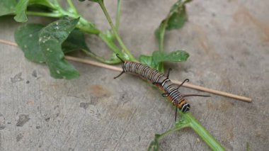 Yaygın Hint kargası ya da Euploea çekirdeği. Yaygın karga kelebeği larvaları. Tırtıl. Bitki yiyici Böcek.
