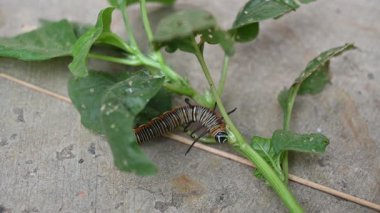 Yaygın Hint kargası ya da Euploea çekirdeği. Yaygın karga kelebeği larvaları. Tırtıl. Bitki yiyici Böcek.