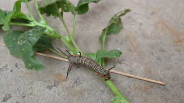 Yaygın Hint kargası ya da Euploea çekirdeği. Yaygın karga kelebeği larvaları. Tırtıl. Bitki yiyici Böcek.