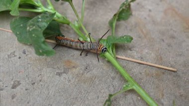 Yaygın Hint kargası ya da Euploea çekirdeği. Yaygın karga kelebeği larvaları. Tırtıl. Bitki yiyici Böcek.