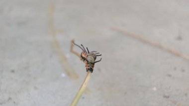 Yaygın Hint kargası ya da Euploea çekirdeği. Yaygın karga kelebeği larvaları. Tırtıl. Bitki yiyici Böcek.