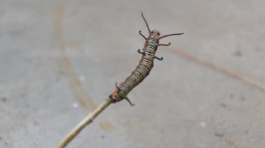 Yaygın Hint kargası ya da Euploea çekirdeği. Yaygın karga kelebeği larvaları. Tırtıl. Bitki yiyici Böcek.