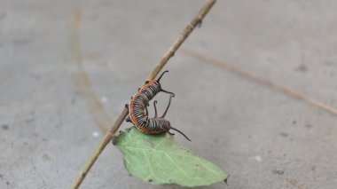 Yaygın Hint kargası ya da Euploea çekirdeği. Yaygın karga kelebeği larvaları. Tırtıl. Bitki yiyici Böcek.