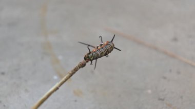 Yaygın Hint kargası ya da Euploea çekirdeği. Yaygın karga kelebeği larvaları. Tırtıl. Bitki yiyici Böcek.