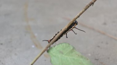 Yaygın Hint kargası ya da Euploea çekirdeği. Yaygın karga kelebeği larvaları. Tırtıl. Bitki yiyici Böcek.