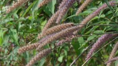 Pennisetum pedicellatum otu. Bu, monokoton giospermplant familyası olan Poaceae 'nin Etiyopya' nın yerel otudur. Yaygın isimleri desho, yıllık kyasuwa otları, çıplak otlar ve deenanath otları.. 