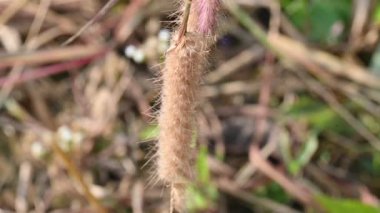 Pennisetum pedicellatum otu. Bu, monokoton giospermplant familyası olan Poaceae 'nin Etiyopya' nın yerel otudur. Yaygın isimleri desho, yıllık kyasuwa otları, çıplak otlar ve deenanath otları.. 