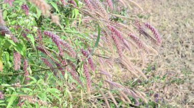 Pennisetum pedicellatum otu. Bu, monokoton giospermplant familyası olan Poaceae 'nin Etiyopya' nın yerel otudur. Yaygın isimleri desho, yıllık kyasuwa otları, çıplak otlar ve deenanath otları.. 
