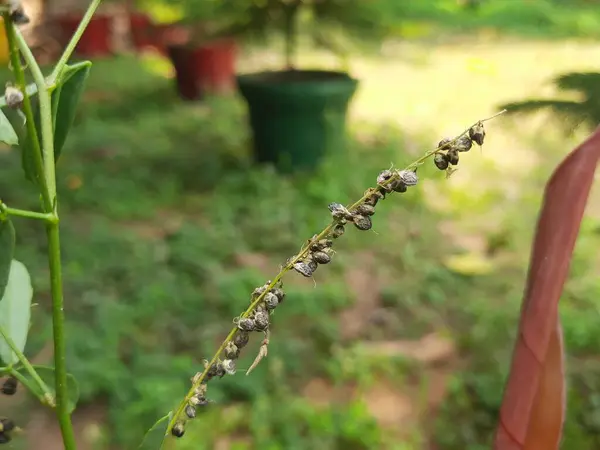 Melilotus Albus meyve yetiştirir. Diğer isimleri bal yoncası, beyaz melilot, Bokhara yoncası, beyaz tatlı yonca ve tatlı yonca. Bu, Fabaceae familyasındaki bir azot sabitleyicisidir.. 