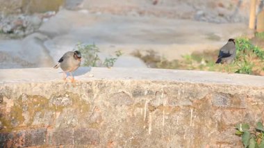Hint Myna Kuşları. Diğer adları Common myna ve mynah. Bu, sığırcık familyasından bir kuş. Bunlar, özellikle Hindistan olmak üzere Güney Asya 'ya özgü yoldan geçen bir grup kuş.. 