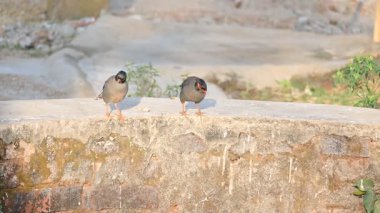 Hint Myna Kuşları. Diğer adları Common myna ve mynah. Bu, sığırcık familyasından bir kuş. Bunlar, özellikle Hindistan olmak üzere Güney Asya 'ya özgü yoldan geçen bir grup kuş.. 