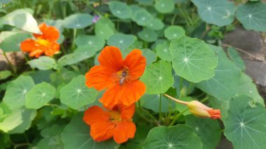 Bal arısı çiçekten polen topluyor. Ortasında polen toplayan bir arı olan parlak turuncu bir nasturtium çiçeğinin yakın çekimi. Vahşi yaşam.