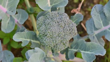 Sebze bahçesinde brokoli. Sebze bahçesinde brokoli. Diğer adı Brassica oleracea var italica. Bu lahana familyasından yenilebilir yeşil bir bitki. Özellikle zengin bir C ve K vitamini kaynağıdır..