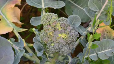 Sebze bahçesinde brokoli. Sebze bahçesinde brokoli. Diğer adı Brassica oleracea var italica. Bu lahana familyasından yenilebilir yeşil bir bitki. Özellikle zengin bir C ve K vitamini kaynağıdır..
