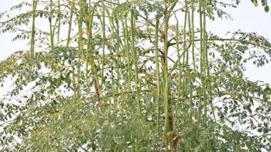 Moringa oleifera kapsülleri ağaçta. Bu bir Moringaceae aile ağacı. Diğer isimleri Moringa, but budu ağacı, yabanturpu, ve Ben yağı ve zeytin. Popüler bir sebzedir.. 