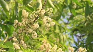 Ağaçta Syzygium cumini çiçekleri var. Genel adı Malabar eriği, Java eriği, siyah erik, jamun, jamun, jamun ve jambolan 'dır. Çiçek açan Myrtaceae bitkisindeki her zaman yeşil bir tropikal ağaçtır..