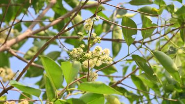 Ağaçta Syzygium cumini çiçekleri var. Genel adı Malabar eriği, Java eriği, siyah erik, jamun, jamun, jamun ve jambolan 'dır. Çiçek açan Myrtaceae bitkisindeki her zaman yeşil bir tropikal ağaçtır..